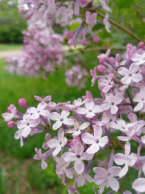 Сирень в с. Северном