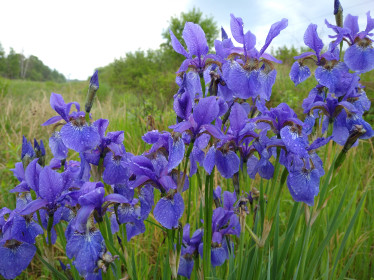 Вкусные ирисы Архаринского округа