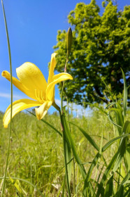 Саранка в селе Северном