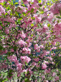 Сакура на улице Мухина