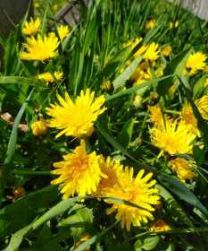 Одуванчики в с. Северном