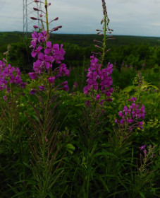 Иван-чай в с. Черниговка