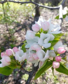 Цветущая груша в Архаре