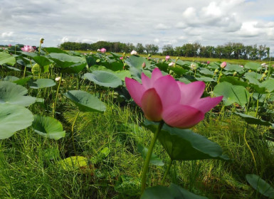 Озеро с лотосами в селе Иннокентьевка