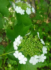 Калина в селе Северном