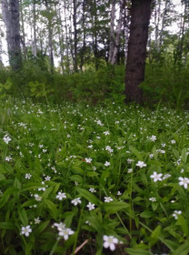 Лесные незабудки в Северном