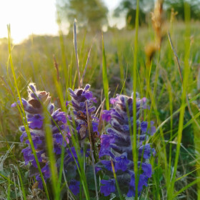 Живучка в Константиновке