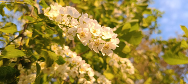 Красавица черемуха в Прогрессе
