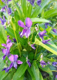 Фиалки в п. Архара