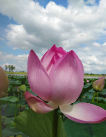 Лотос Комарова, с. Иннокентьевка