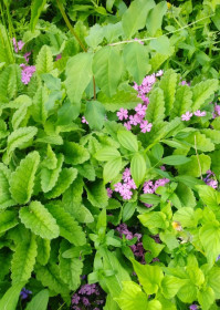 Примула, село Украинка