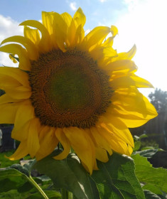 Подсолнух, село Украинка