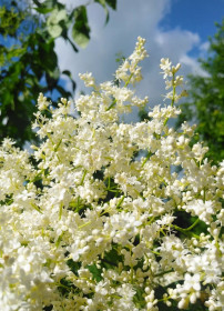 Белая сирень в селе Северном