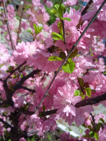 Сакура в с. Касаткино