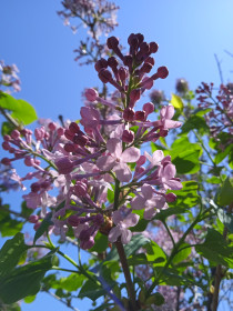 Сирень в с. Касаткино