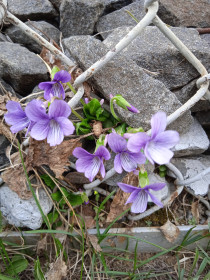 Фиалки в с. Касаткино