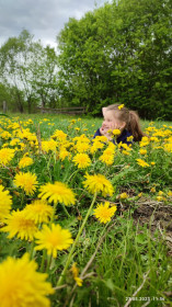 Одуванчики в Октябрьском районе