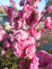 Сакура в Благовещенске