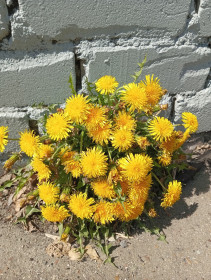 Одуванчик в Благовещенске