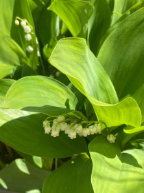 Ландыш серебристый в Свободном