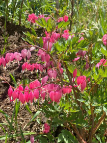 Разбитое сердце в Свободном