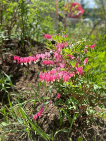Разбитое сердце в Свободном