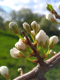 Слива в с. Касаткино