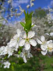 Слива цветет, с. Касаткино
