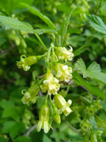 Смородина в с. Касаткино