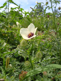 Гибискус в с. Касаткино