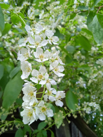 Черёмуха в с. Касаткино