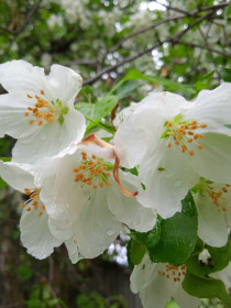 Яблонька в с. Касаткино