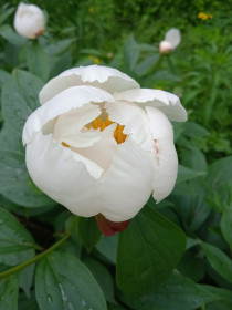 Пион в с. Касаткино