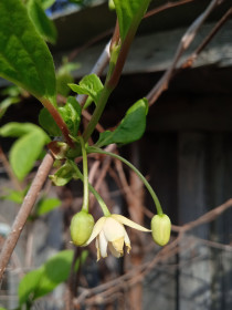 Лимонник в с. Касаткино