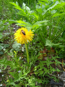 Одуванчик в с. Касаткино