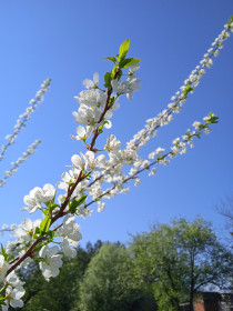 Слива в с. Касаткино