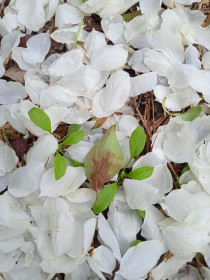 Лепестки цветущей яблоньки в с. Касаткино