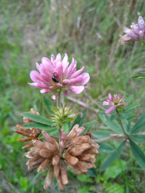 Клевер в с. Касаткино
