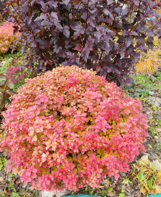 Спирея и пузыреплодник в Шимановске