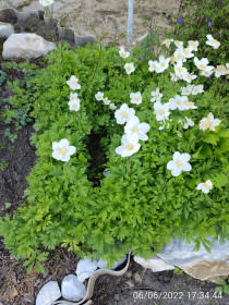 Анемона, г. Шимановск