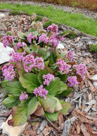 Бадан в Шимановске