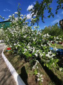 Душистая черемуха в детском саду № 4 г. Зея
