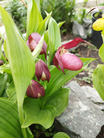 Венерин башмачок, г. Свободный