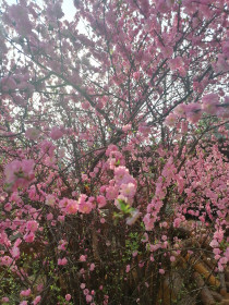 Сакура в Свободном