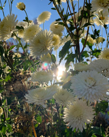 Хризантема в с. Муравьёвка