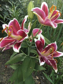 Лилия в с. Муравьёвка