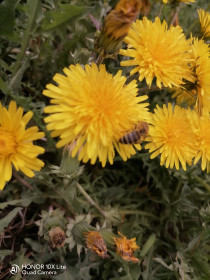 Одуванчики, село Калинино