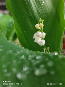 Ландыш в с. Варваровка