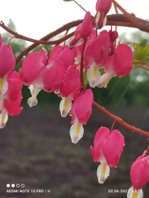 Разбитое сердце в с. Варваровка