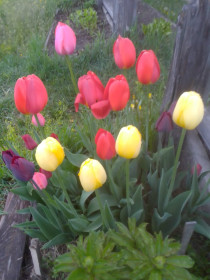 Спящие еще тюльпаны в с. Чалганы